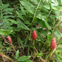 Zingiber zerumbet (L.) Roscoe ex Sm.
